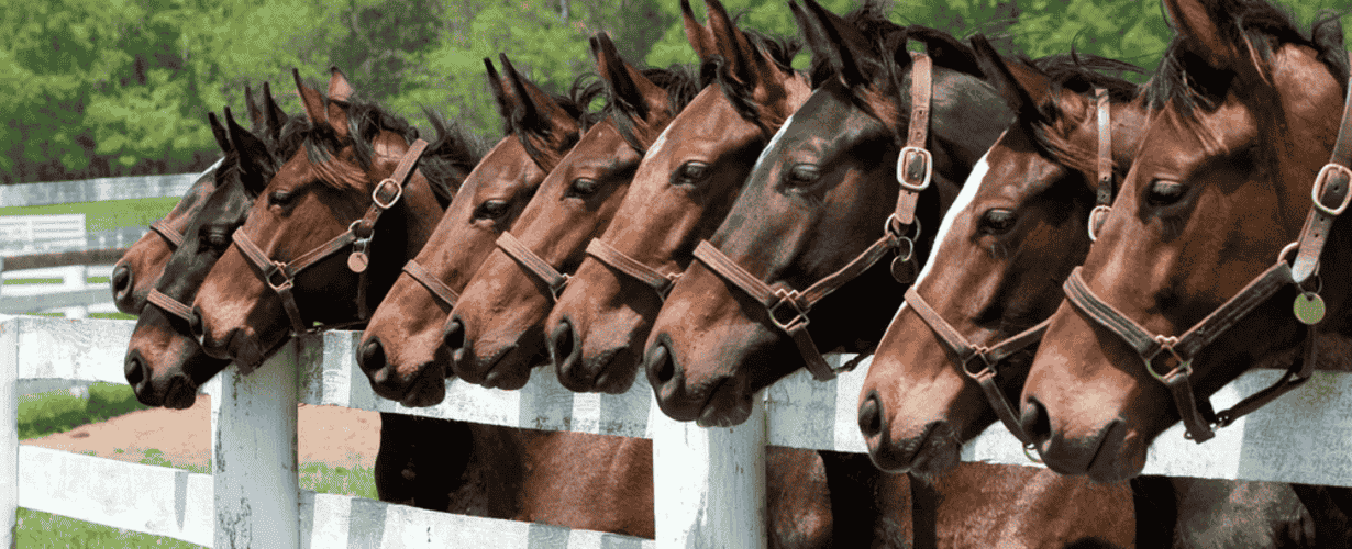 ฟาร์มขายม้า